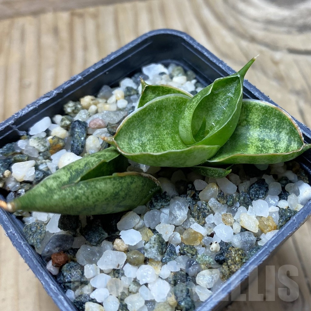 SH21744 Sansevieria ‘Manee’