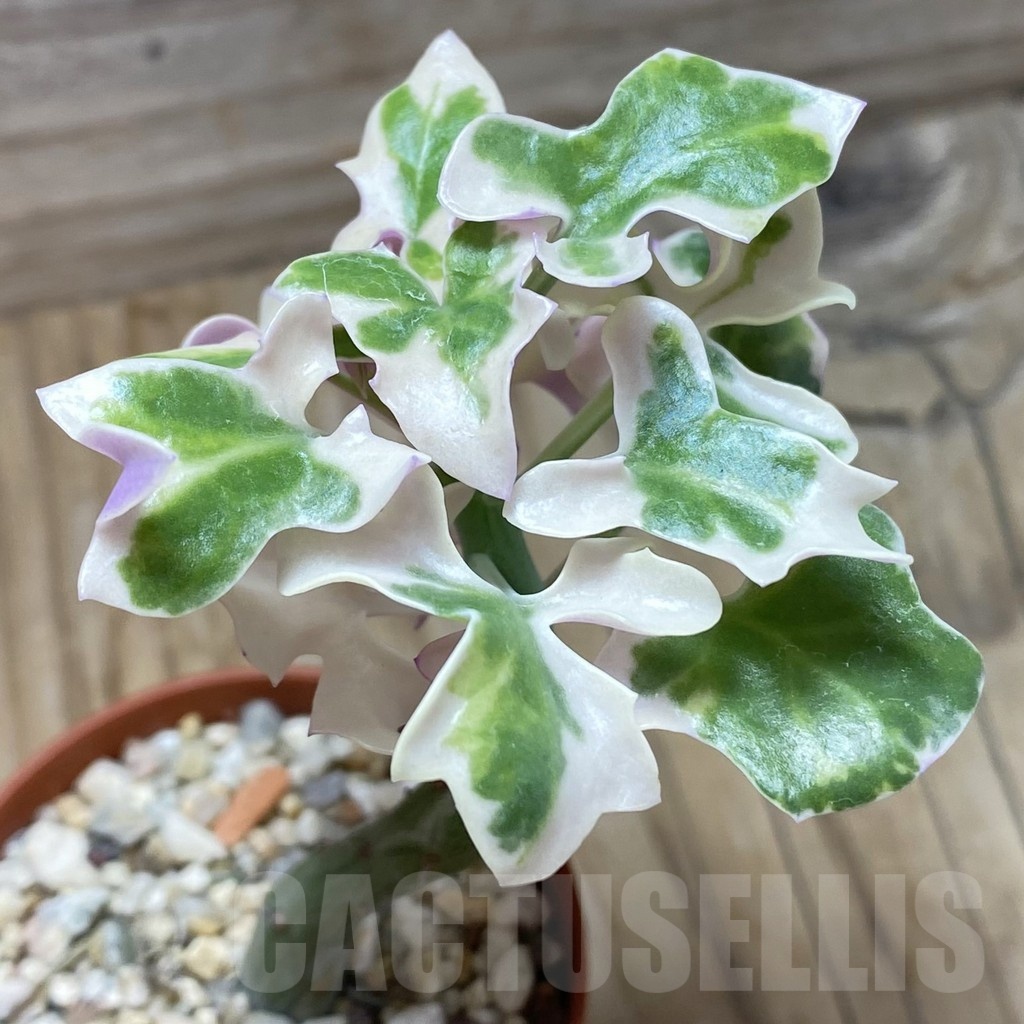 SH21679 Senecio articulatus f. variegata