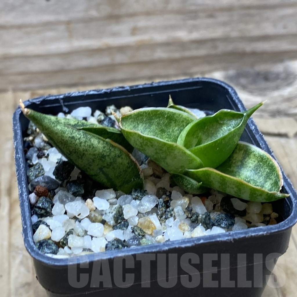 SH21744 Sansevieria ‘Manee’ - Image 2