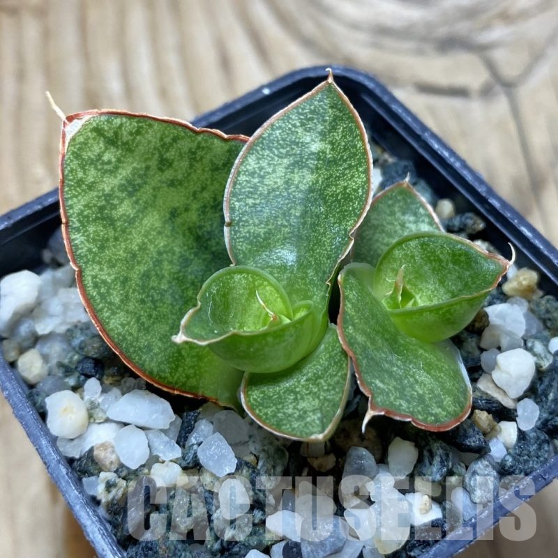 SH21745 Sansevieria ‘Apollo’