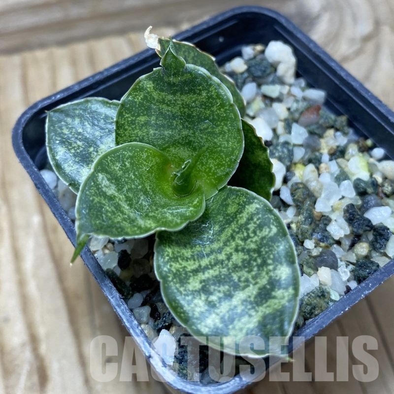 SH21746 Sansevieria ‘Mahanakorn’