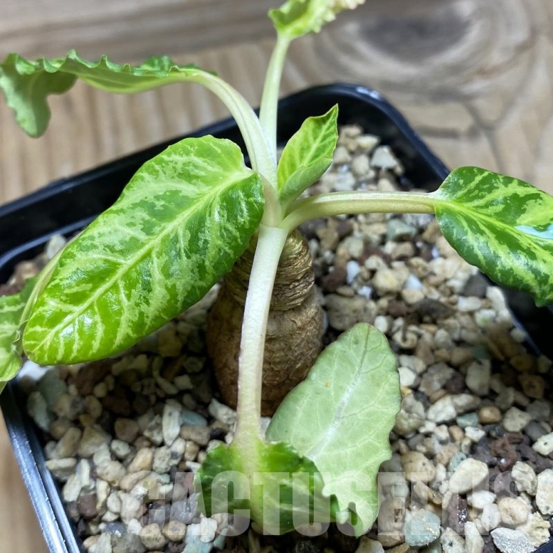 SH21685 Euphorbia spannringii 'Fish Bone'