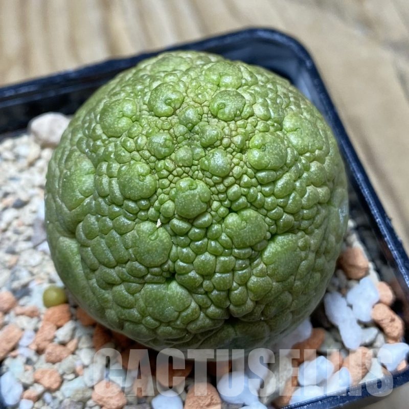 SH21686 Pseudolithos migiurtinus