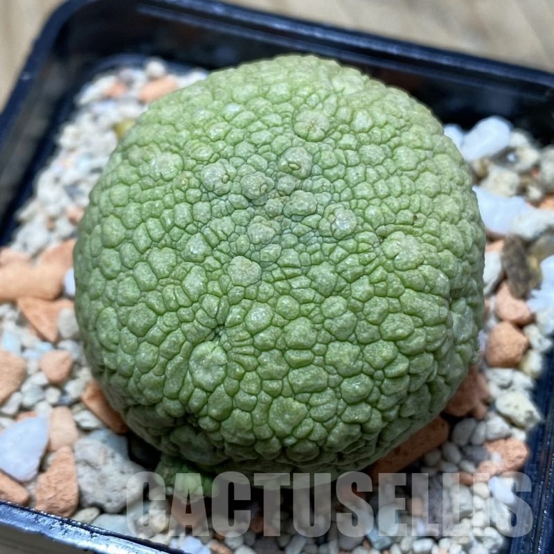 SH21687 Pseudolithos migiurtinus