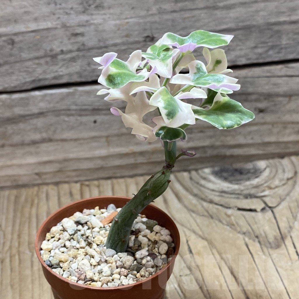 SH21679 Senecio articulatus f. variegata - immagine 2