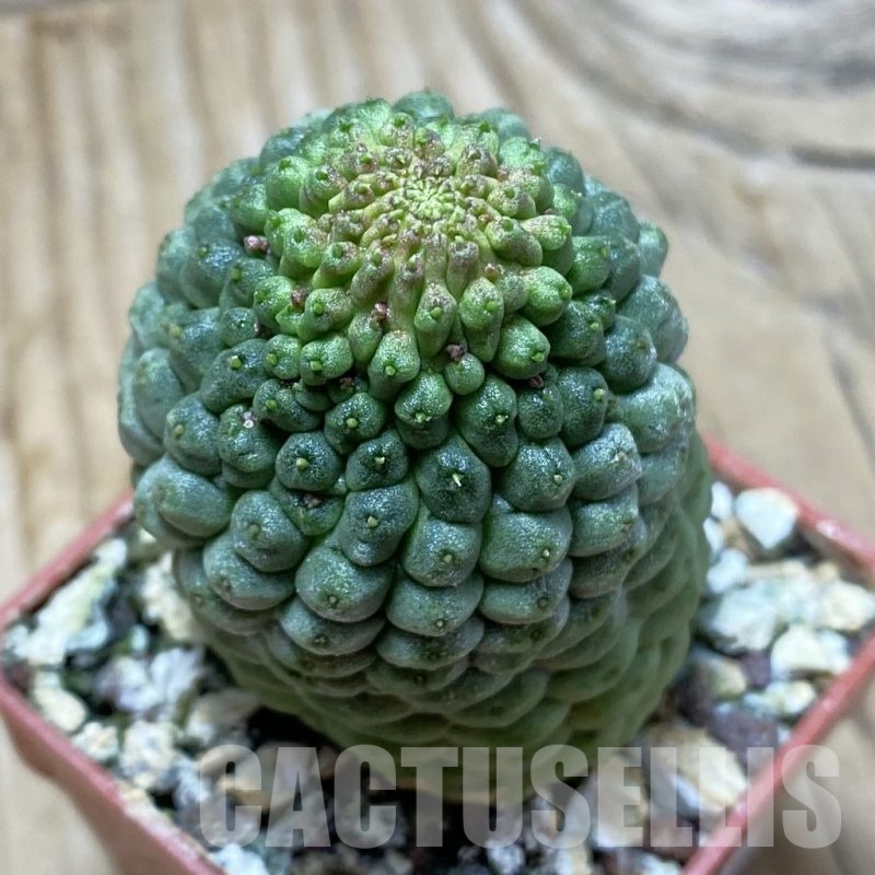 SH21688 Trichocaulon cactiformis