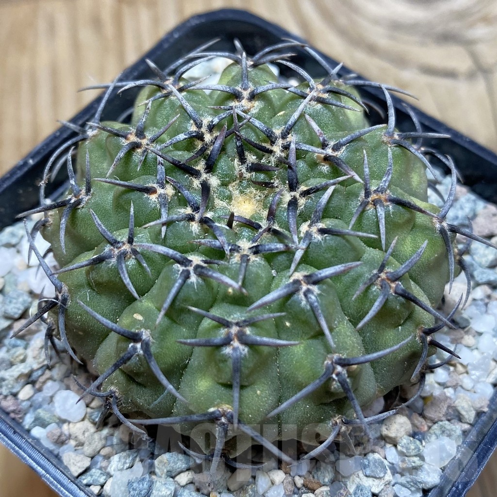 SH21689 Gymnocalycium bodenbenderianum ‘Black Spine’ -Japan-