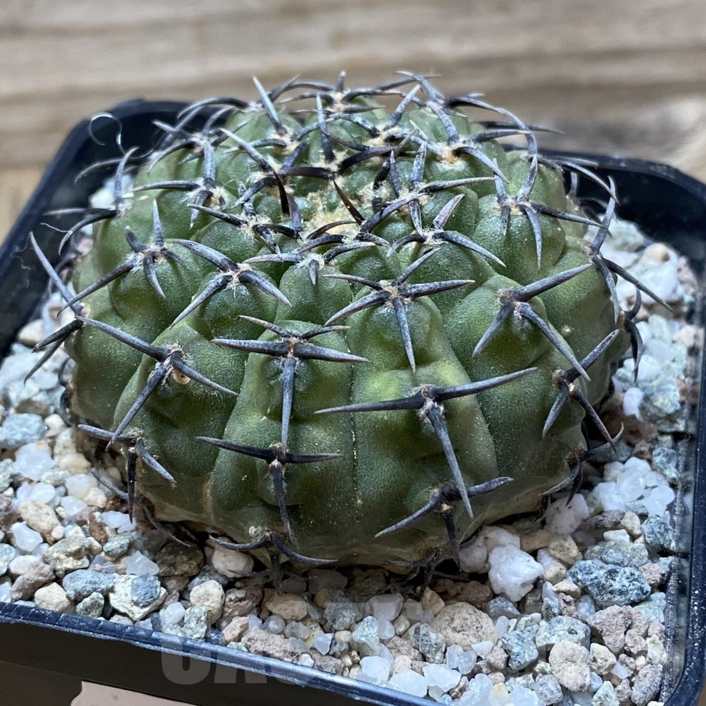 SH21689 Gymnocalycium bodenbenderianum ‘Black Spine’ -Japan- - 画像 (2)