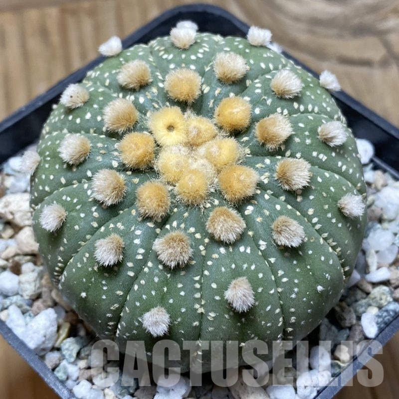 SH21690 Astrophytum asterias f. multicostatum
