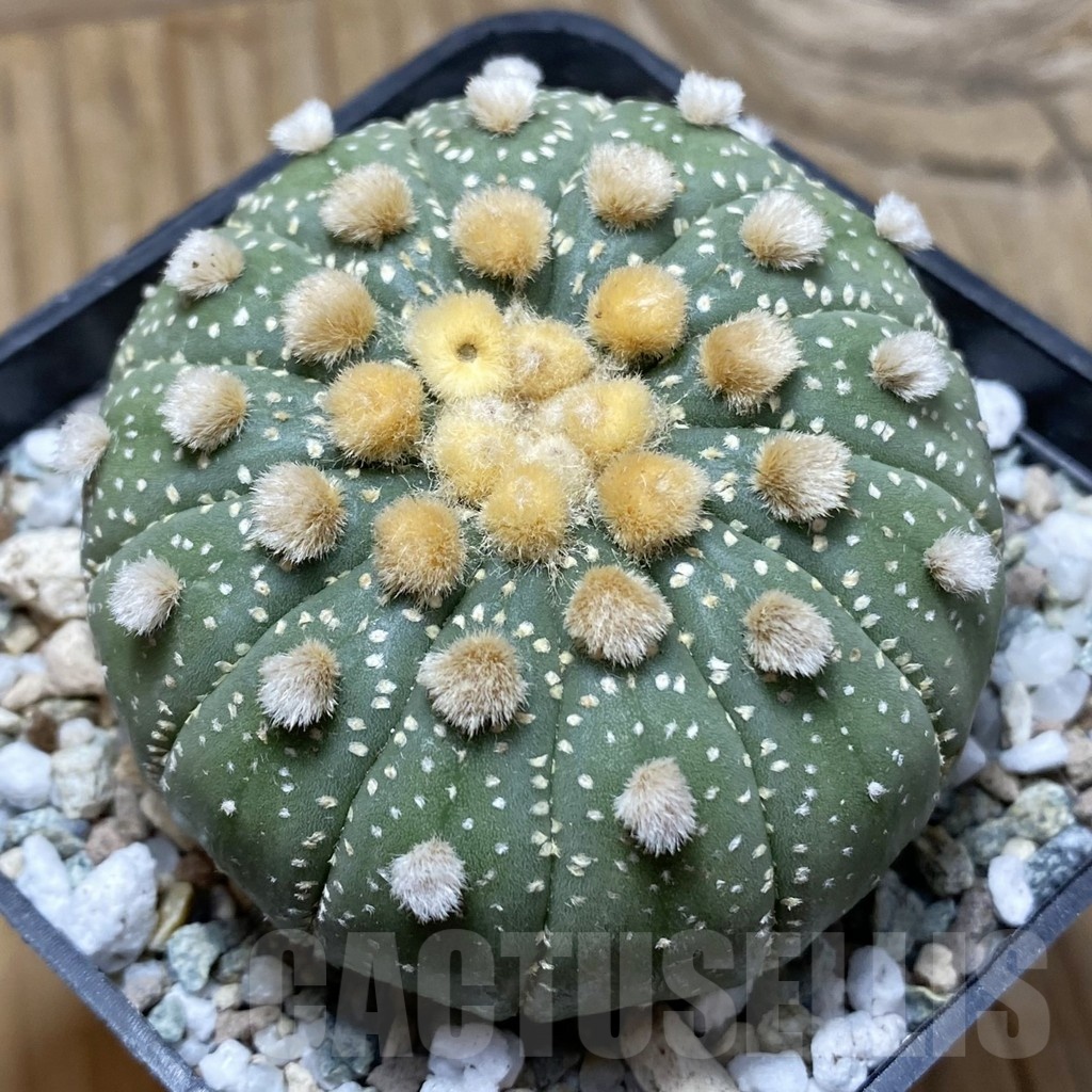 SH21690 Astrophytum asterias f. multicostatum
