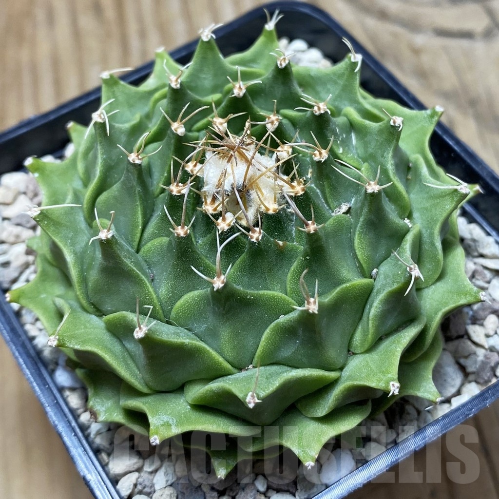 SH21691 Obregonia denegrii