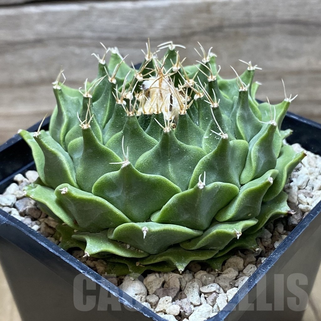 SH21691 Obregonia denegrii - Image 2