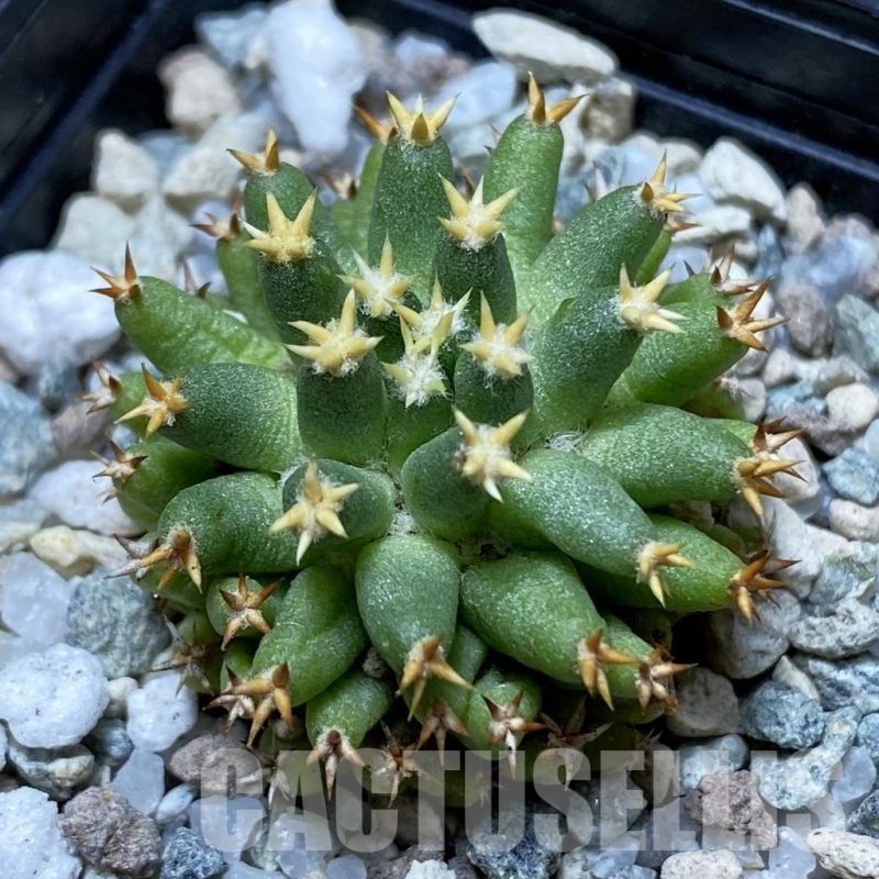 SH21693 Mammillaria camptotricha ‘Bru’