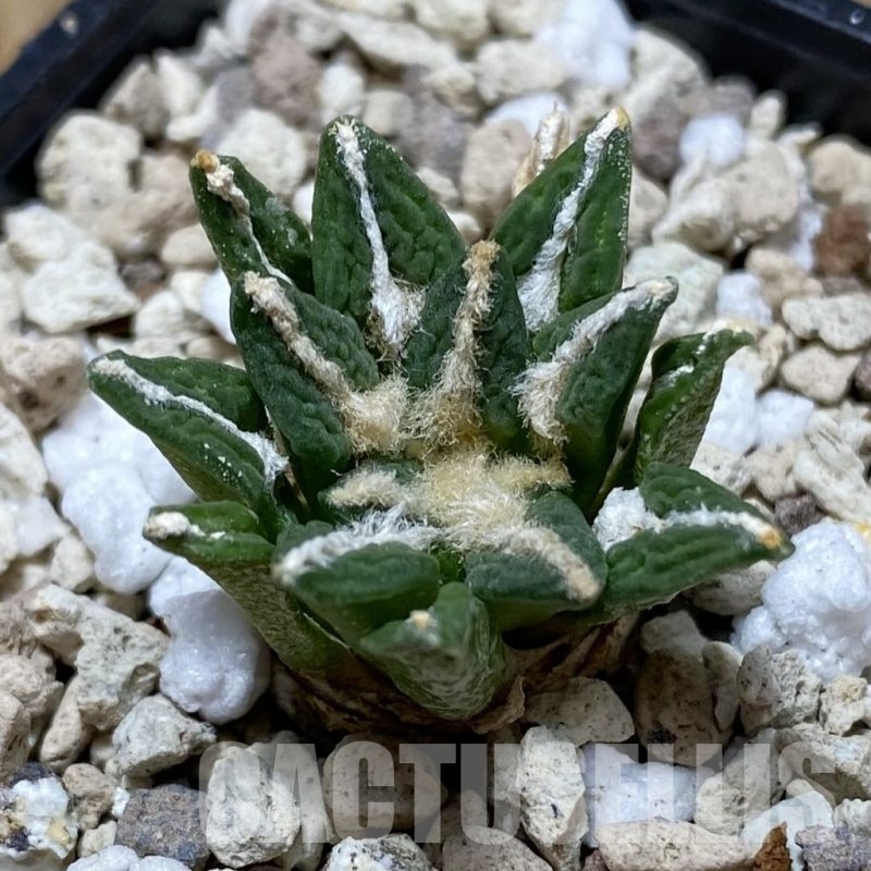 SH21696 Ariocarpus kotschoubeyanus v. elephantidens hybrid, seedling