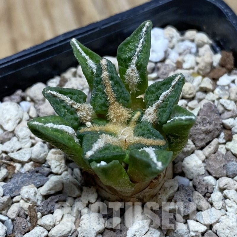 SH21697 Ariocarpus kotschoubeyanus v. elephantidens hybrid, seedling