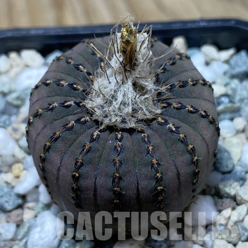 SH21700 Frailea asterioides