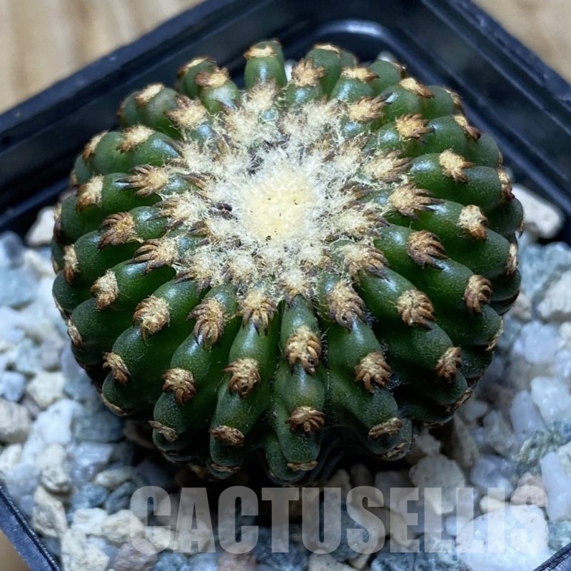 SH21701 Discocactus horstii