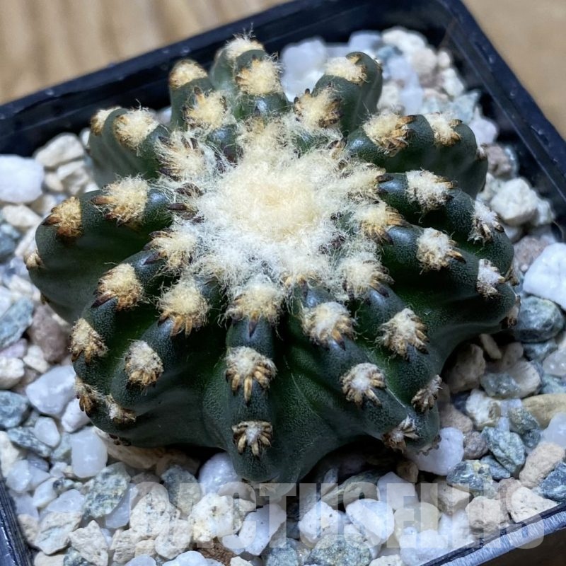 SH21702 Discocactus horstii