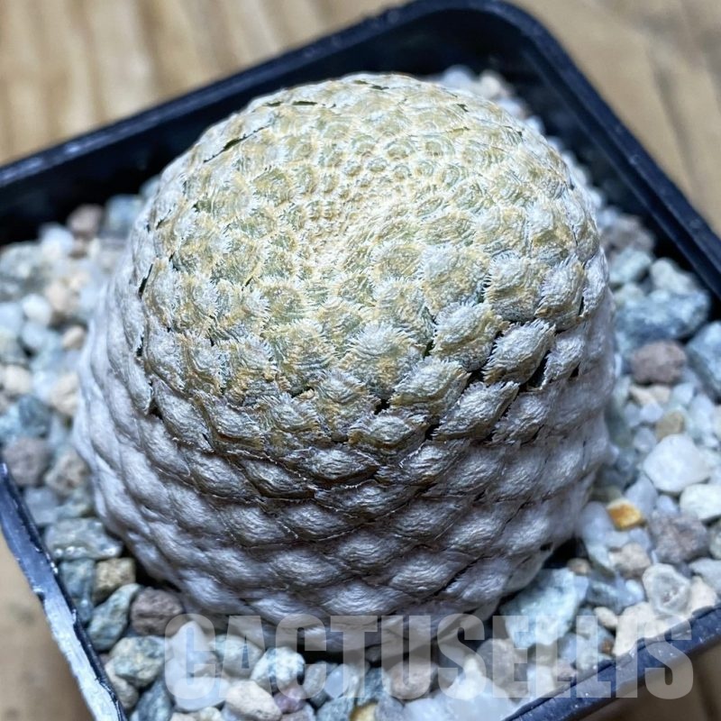 SH21705 Euphorbia piscidermis