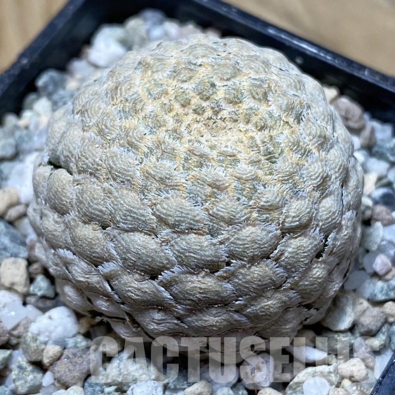 SH21706 Euphorbia piscidermis