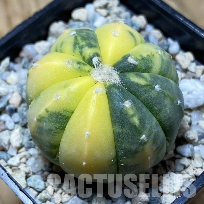 SH21707 Astrophytum asterias f. variegata