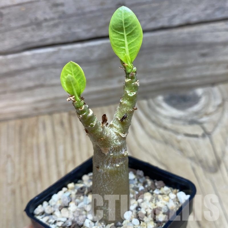 SH21681 Adenium arabicum 'Black Body'