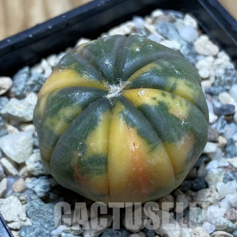 SH21708 Astrophytum asterias ‘Red Purple Skin’ f. variegata