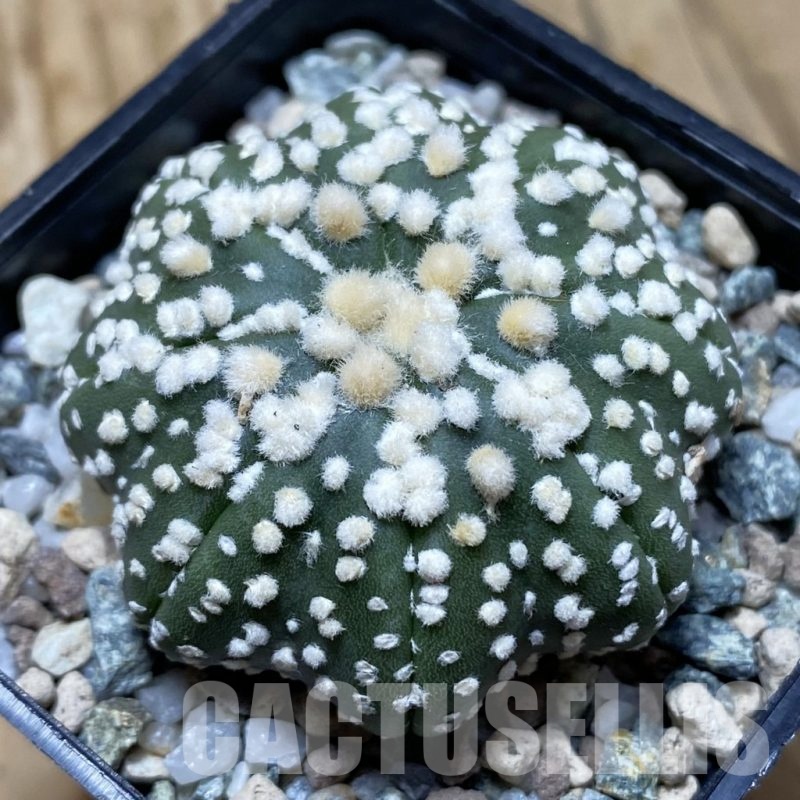 SH21709 Astrophytum asterias ‘Hanazono’