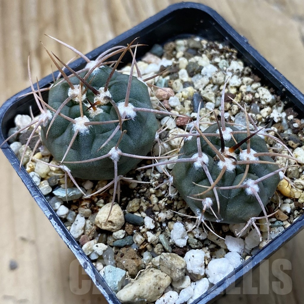 SH21927 Gymnocalycium tillianum VG 643, 2 plants