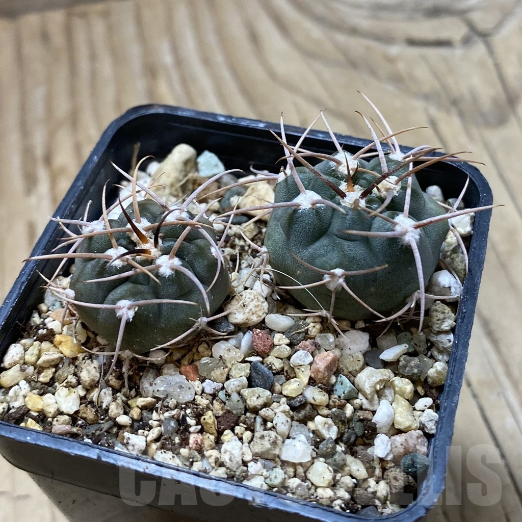 SH21927 Gymnocalycium tillianum VG 643, 2 plants - immagine 2