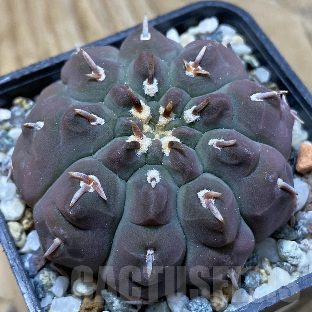 SH21928 Gymnocalycium vatteri v. unguispinum