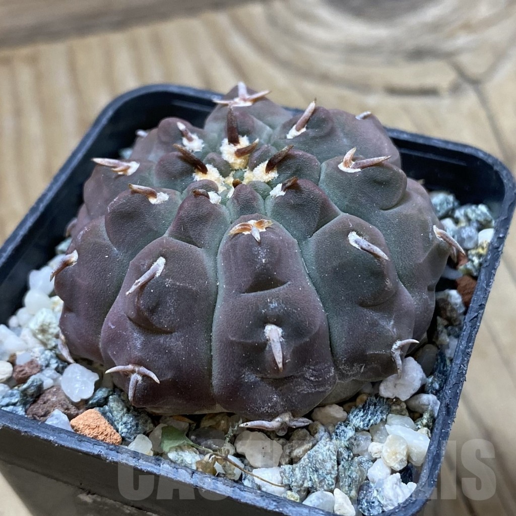 SH21928 Gymnocalycium vatteri v. unguispinum - Image 2