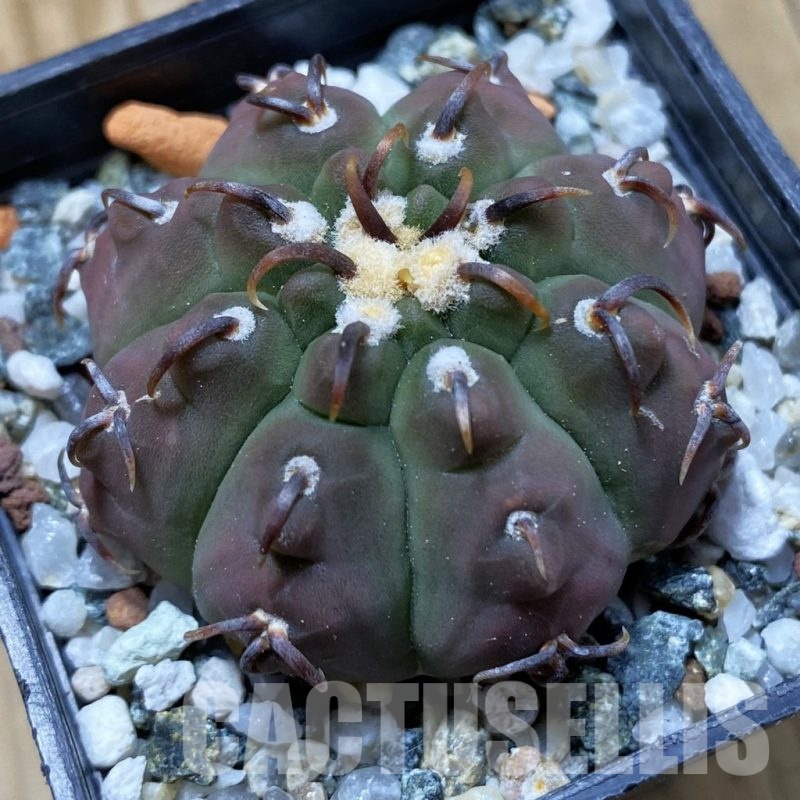 SH21929 Gymnocalycium vatteri v. unguispinum