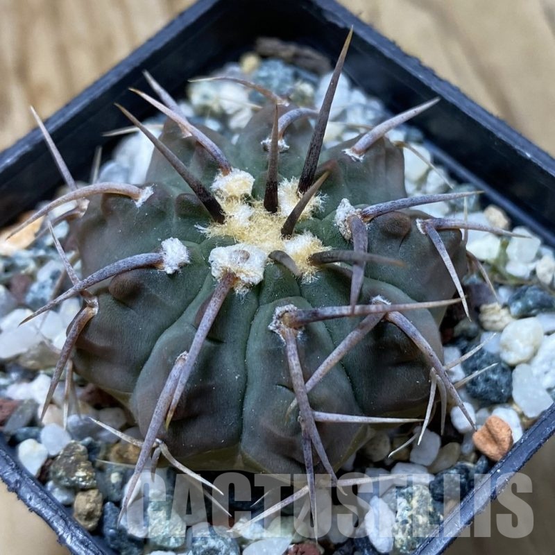 SH21930 Gymnocalycium vatteri -Long spines-