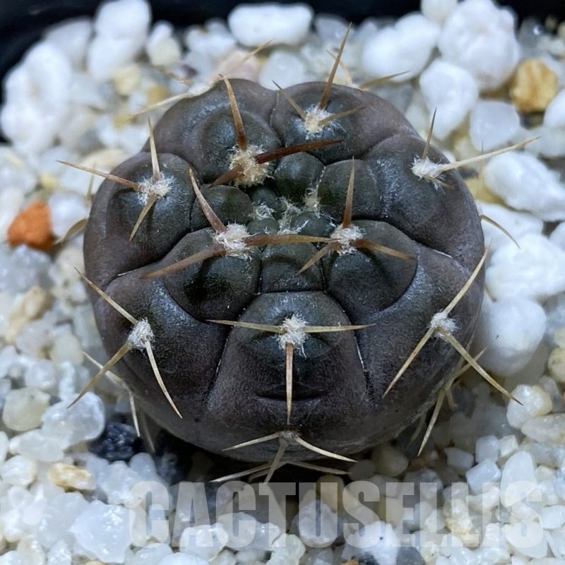 SH21931 Gymnocalycium nogolense VG 412