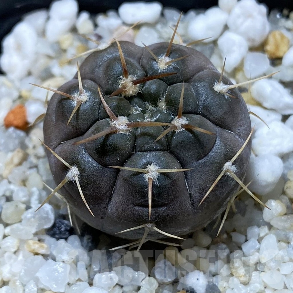 SH21931 Gymnocalycium nogolense VG 412