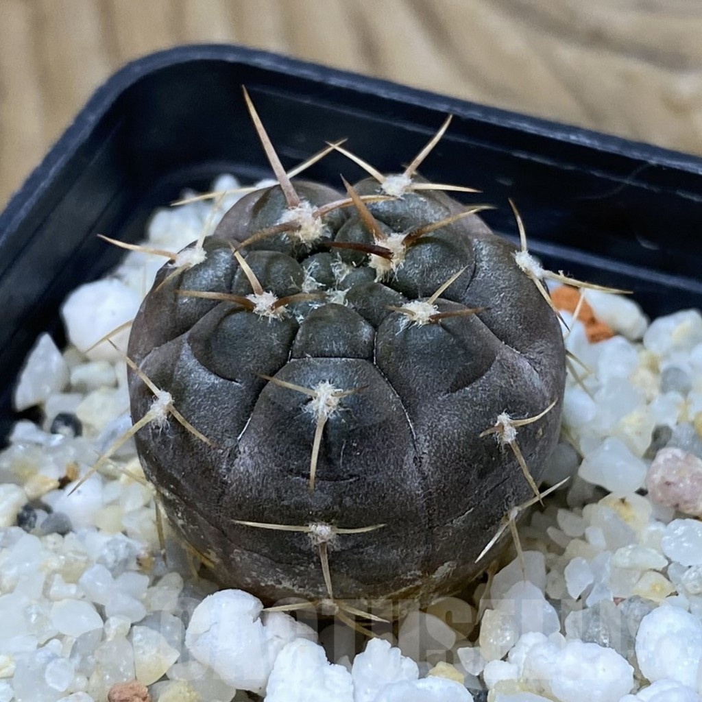 SH21931 Gymnocalycium nogolense VG 412 - Image 2