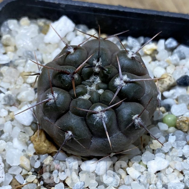 SH21932 Gymnocalycium nogolense VG 412