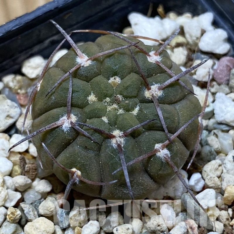 SH21933 Gymnocalycium bodenbenderianum v. sanjuanense VG 233