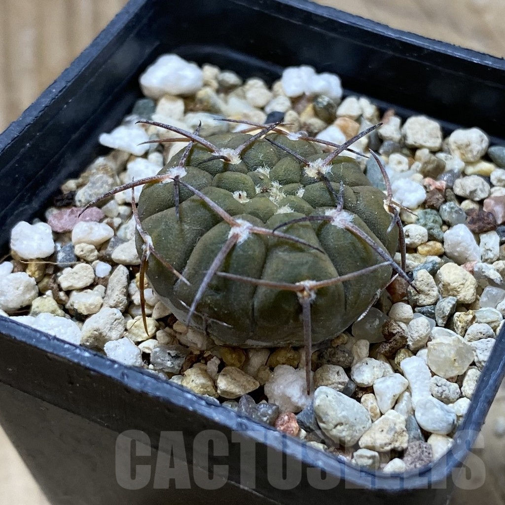 SH21933 Gymnocalycium bodenbenderianum v. sanjuanense VG 233 - Image 2