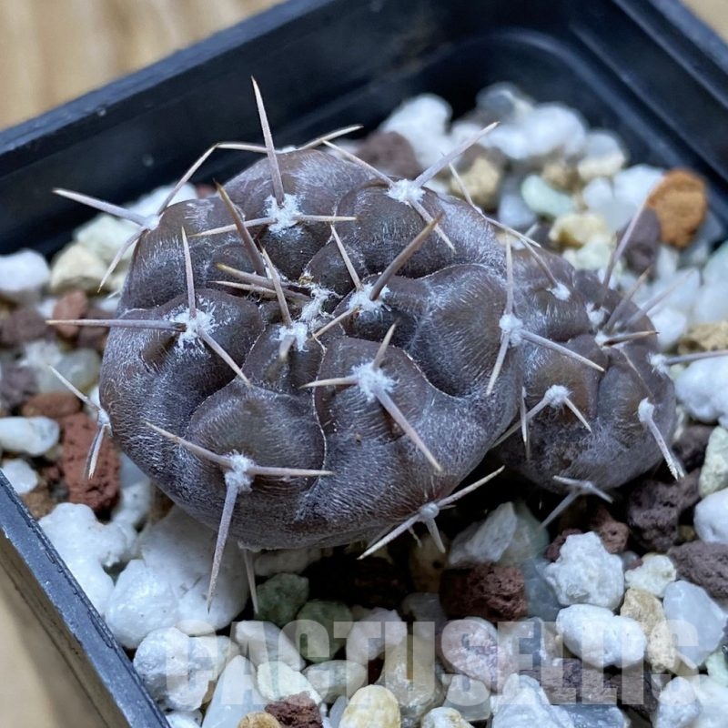 SH21935 Gymnocalycium striglianum v. aeneum VG 408