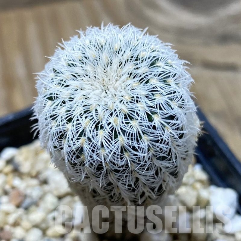 SH21936 Frailea densispina