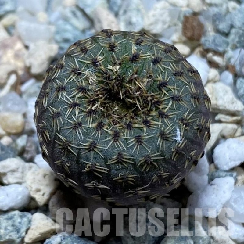 SH21937 Frailea phaeodisca