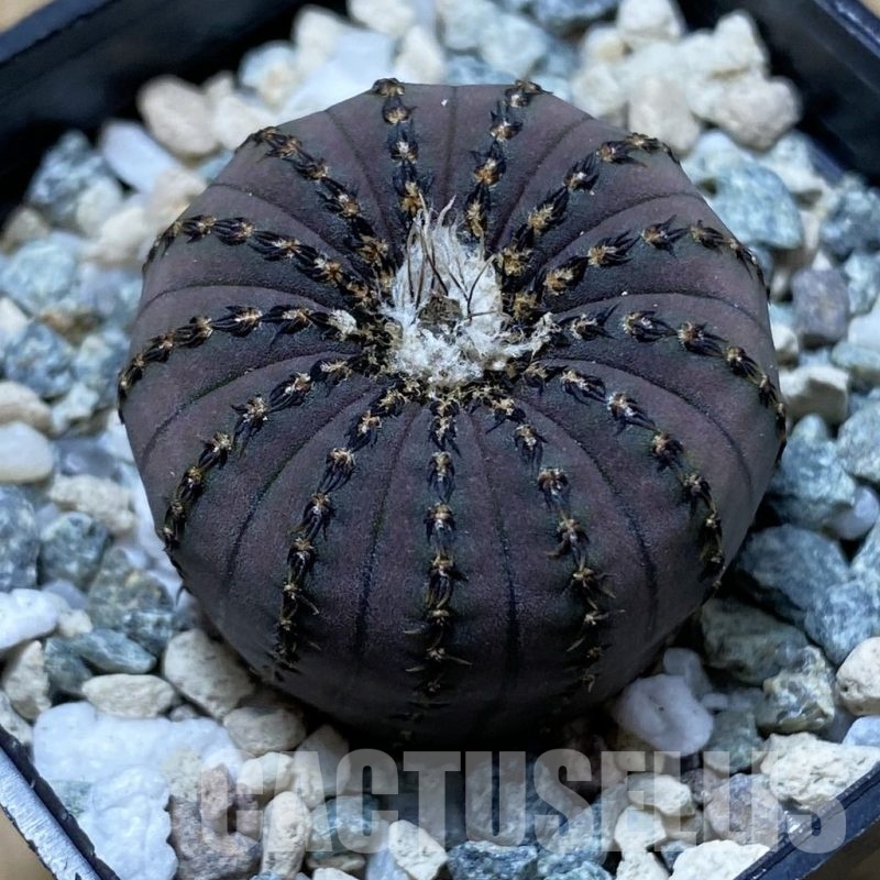 SH21938 Frailea asterioides