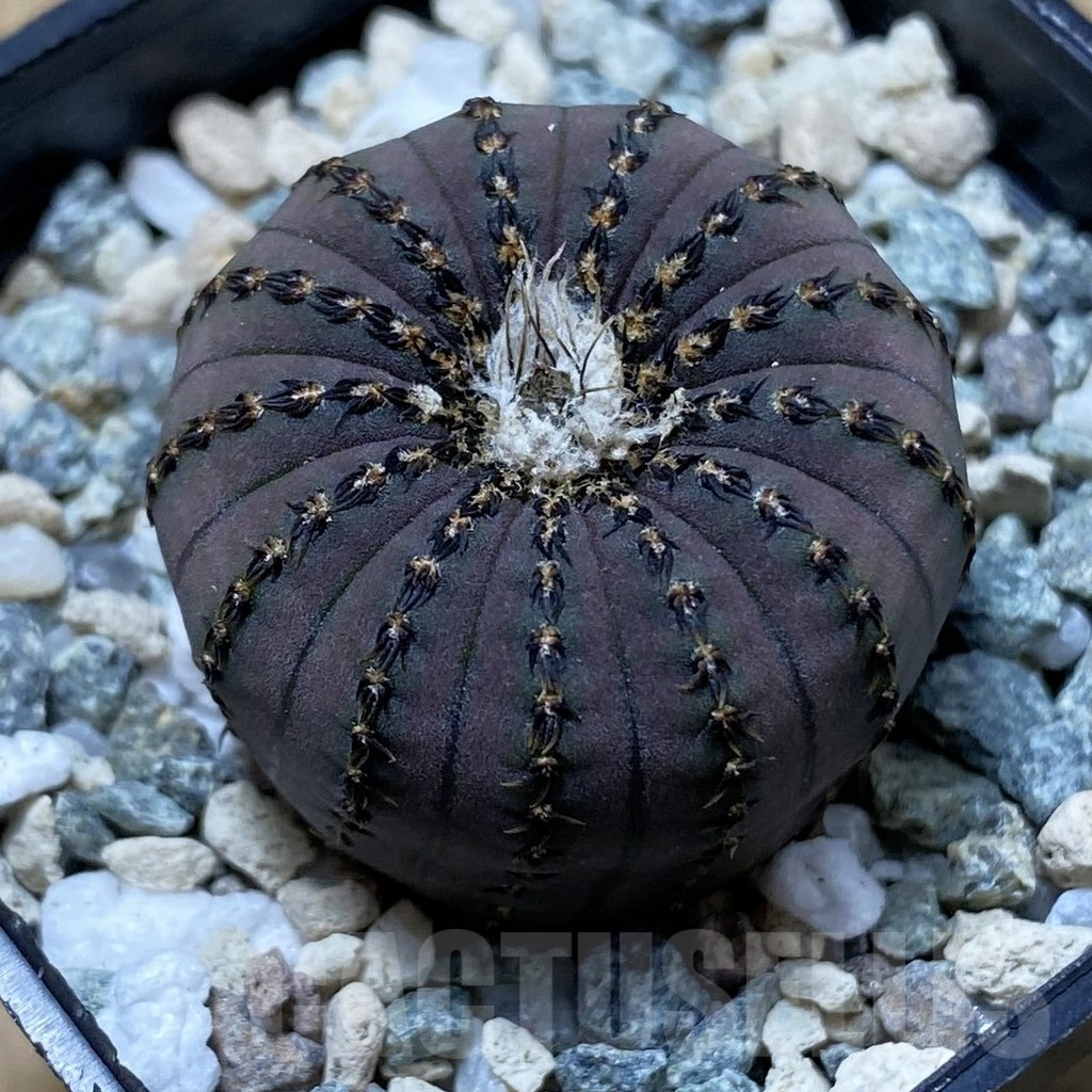 SH21938 Frailea asterioides