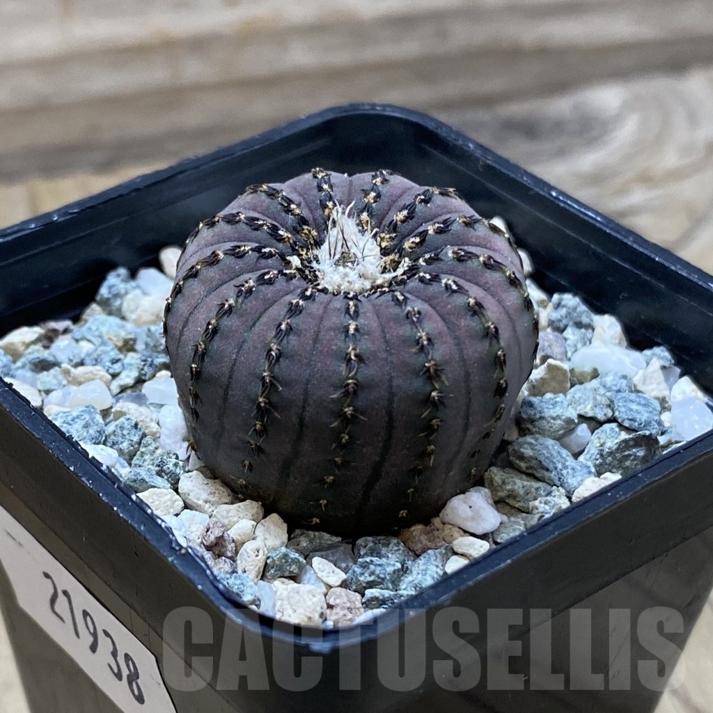 SH21938 Frailea asterioides - Image 2