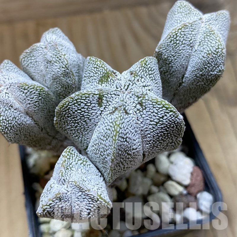 SH21898 Astrophytum myriostigma ‘Onzuka’ f. monstrosa