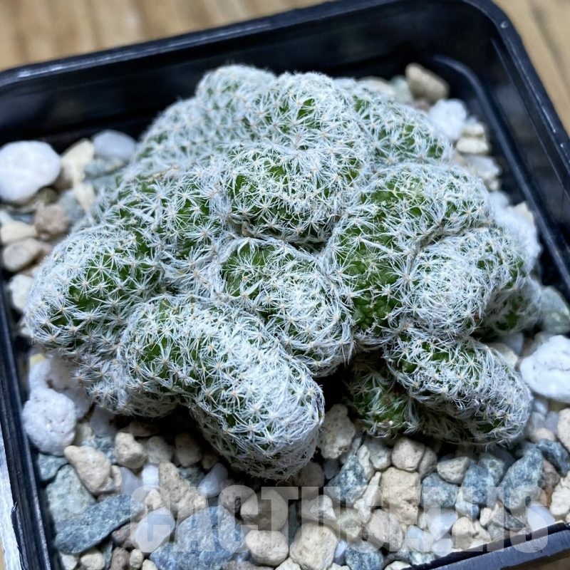 SH21941 Mammillaria humboldtii f. cristata