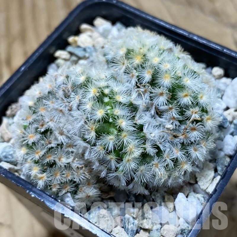 SH21942 Mammillaria carmenae f. cristata