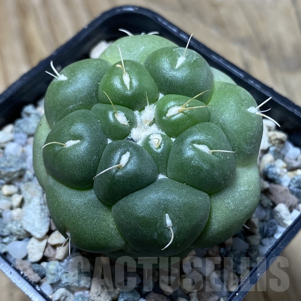 SH21944 Coryphantha elephantidens 'inermis' - Image 2